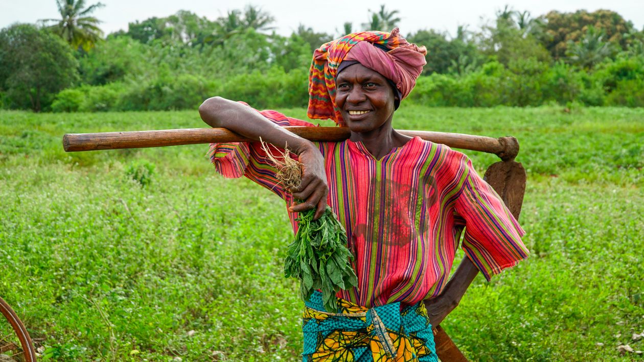 Women harvesting tea